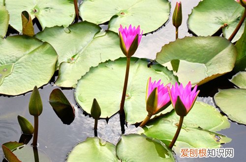 睡莲不开花的主要原因 为啥养了好久的睡莲都不开花?原来是这几个原因引起得!