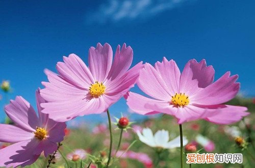 波斯菊种子什么时候种 波斯菊几月份撒种子，波斯菊种子怎么种？