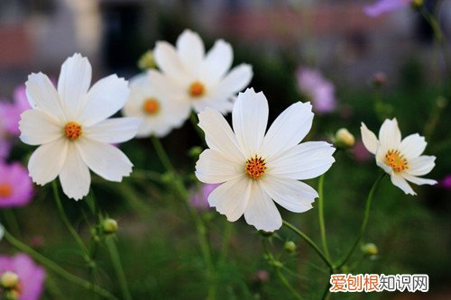 波斯菊种子什么时候种 波斯菊几月份撒种子，波斯菊种子怎么种？