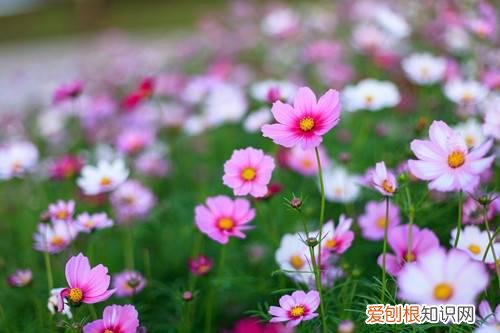 波斯菊种子什么时候种 波斯菊几月份撒种子，波斯菊种子怎么种？