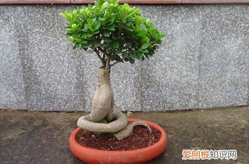 榕树叶子卷边 榕树的叶子卷曲怎么办？是什么原因？