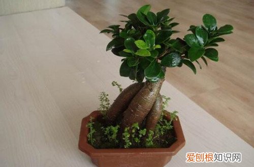 榕树叶子卷边 榕树的叶子卷曲怎么办？是什么原因？