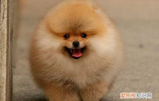 新手怎么养博美犬狗狗咳嗽厉害 新手怎么养博美犬