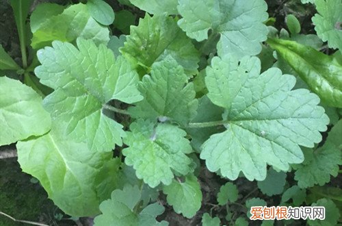 益母草的注意事项 小益母草要怎么养护?有哪些注意事项?