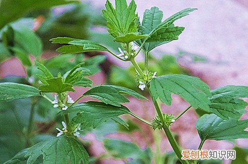 益母草的注意事项 小益母草要怎么养护?有哪些注意事项?