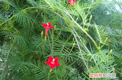 茑萝不开花的原因 茑萝这样养护，就能花开不断！