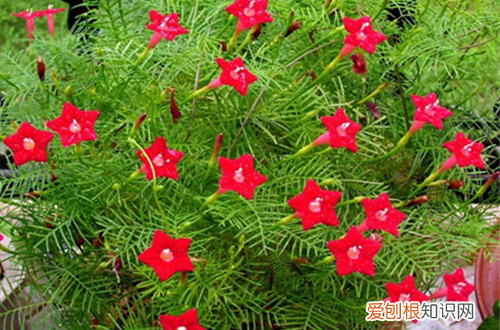 茑萝不开花的原因 茑萝这样养护，就能花开不断！