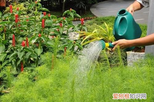 浇花的时候水直接漏到花盆底 给花浇水，看盆底流出水就是浇透吗？错的，看老花匠是怎么做的！