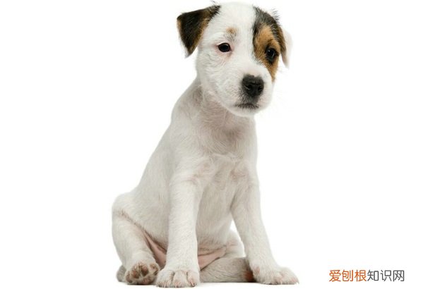 狗狗突然间站不起来怎么了 成年狗突然站不起来