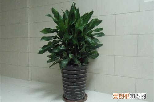 螺纹铁叶子尖发黄怎么办 螺纹铁叶子发黄是什么原因?有可能是这5个原因引起得!