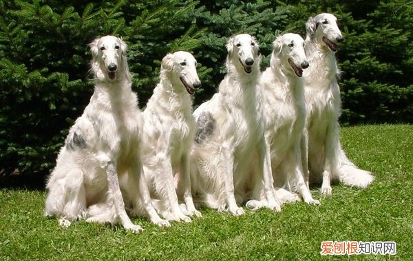 狗狗每天都在想什么怎么办 狗狗每天都在想什么