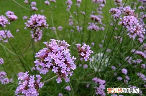 马鞭草怎么养护?在养殖过程中要注意这些细节 马鞭草怎么养护？在养殖过程中要注意这些细节！