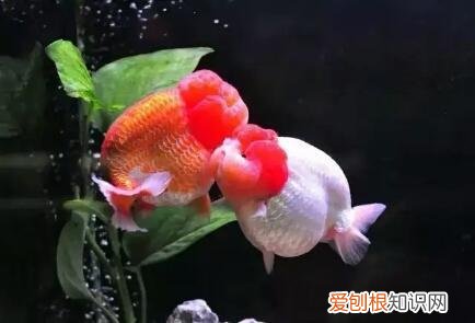 观赏鱼换水方法有哪些呢 ，观赏鱼换水方法有哪些图片？