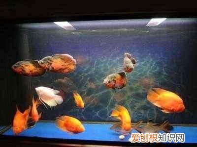 观赏鱼换水方法有哪些呢 ，观赏鱼换水方法有哪些图片？