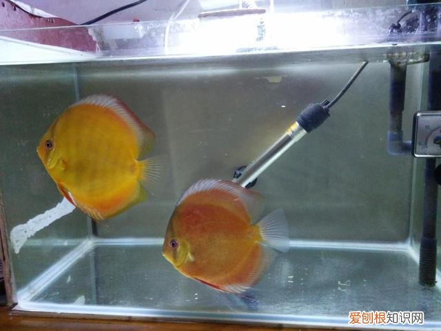 观赏鱼换水方法有哪些呢 ，观赏鱼换水方法有哪些图片？