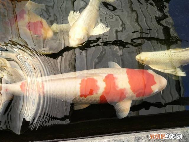 观赏鱼换水方法有哪些呢 ，观赏鱼换水方法有哪些图片？