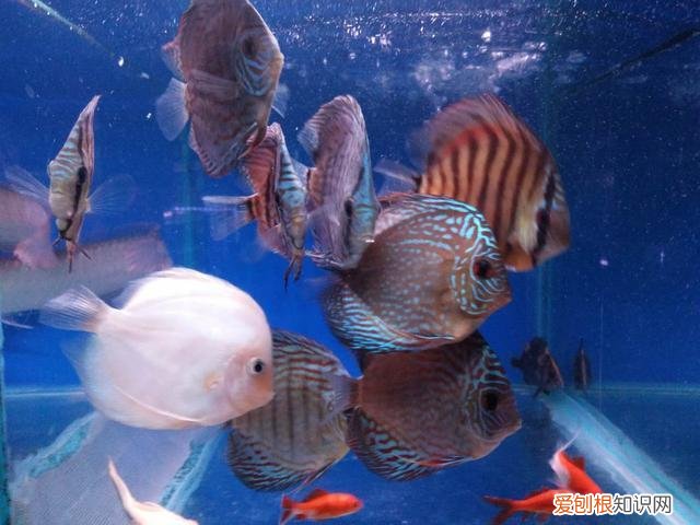 观赏鱼换水方法有哪些呢 ，观赏鱼换水方法有哪些图片？