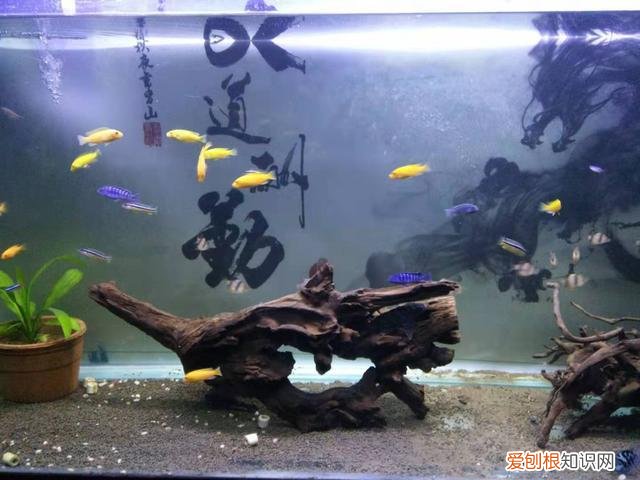 观赏鱼换水方法有哪些呢 ，观赏鱼换水方法有哪些图片？