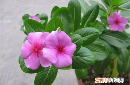 长春花开花多久 长春花的花期在几月份？如何养护才可以开花更多？