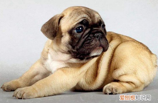 狗狗品种小型犬短毛 狗狗品种小型犬