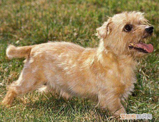 狗狗品种小型犬短毛 狗狗品种小型犬