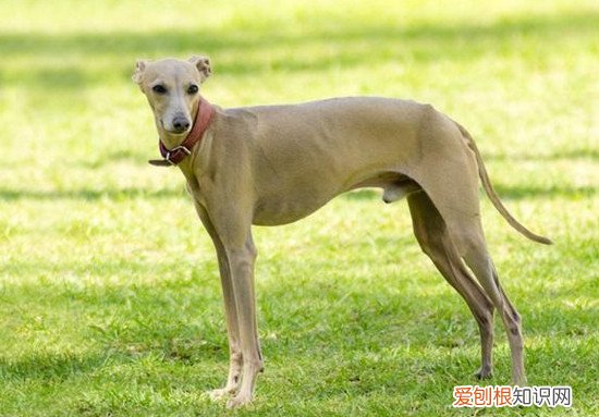 狗狗品种小型犬短毛 狗狗品种小型犬