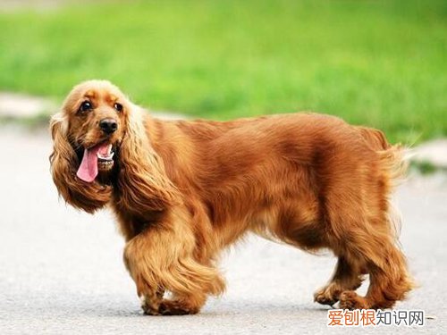 狗狗品种小型犬短毛 狗狗品种小型犬