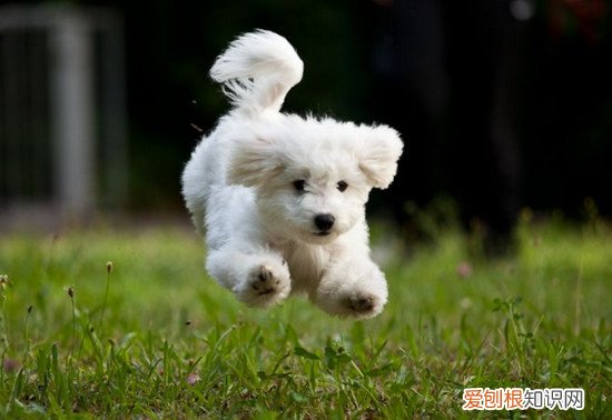 狗狗品种小型犬短毛 狗狗品种小型犬