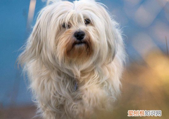 狗狗品种小型犬短毛 狗狗品种小型犬