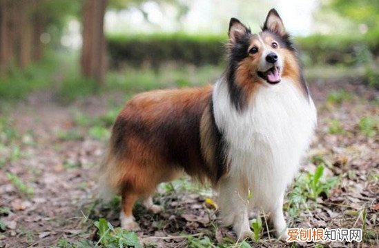 狗狗品种小型犬短毛 狗狗品种小型犬