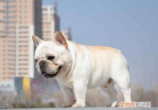 狗狗品种小型犬短毛 狗狗品种小型犬