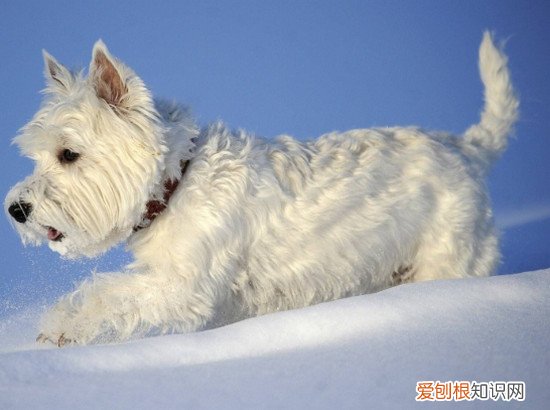 狗狗品种小型犬短毛 狗狗品种小型犬