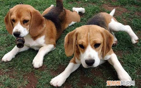 狗狗品种小型犬短毛 狗狗品种小型犬