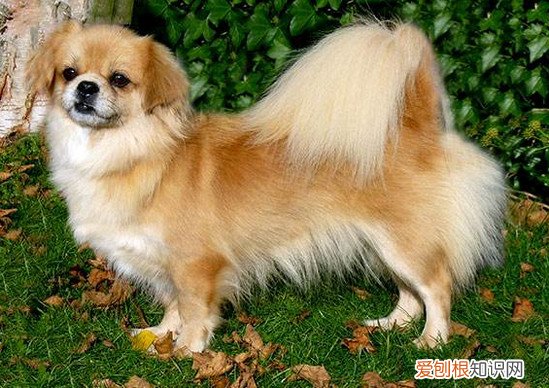 狗狗品种小型犬短毛 狗狗品种小型犬