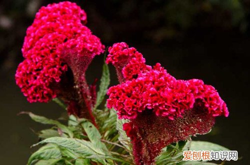 鸡冠花季节开花的时间 鸡冠花的花期是什么时候？在花期要怎么养护呢？