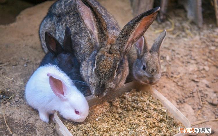 怎样判断一只兔子是否健康状态 ，怎样判断一只兔子是否健康状况？