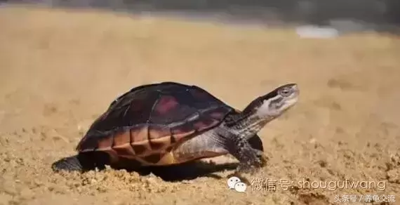 半水龟和陆龟 ，水龟半水龟的区别？