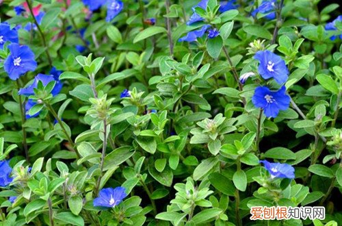 蓝星花怎么水养 要怎么养护才能养出最美的蓝星花？