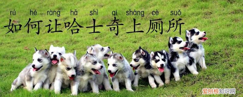 如何让哈士奇上厕所，怎样给哈士奇洗澡