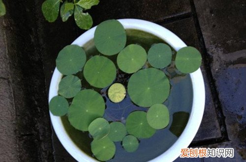 碗莲盆里的水变成绿色怎么办 碗莲盆里长一些绿色附着物怎么清理的？可以试试这三个方法！