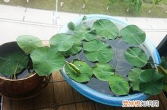 碗莲盆里的水变成绿色怎么办 碗莲盆里长一些绿色附着物怎么清理的？可以试试这三个方法！