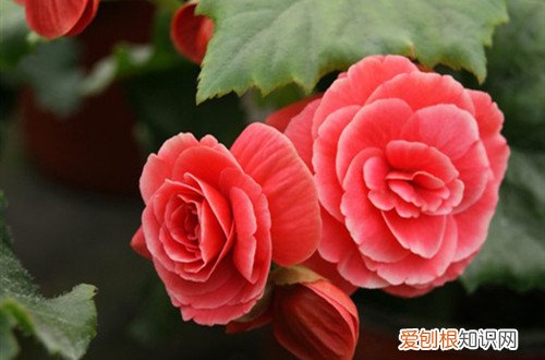 丽格海棠花没开呢就落了是什么原因 丽格海棠为什么光长叶子就是不开花？