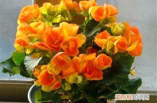 丽格海棠花没开呢就落了是什么原因 丽格海棠为什么光长叶子就是不开花？