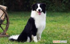 边牧喝什么水 边牧喝水的禁忌