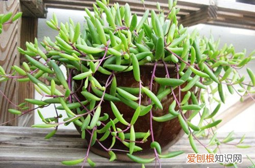 紫玄月开花影响生长吗? 紫玄月这样养护？植株长得好，还容易爆盆！