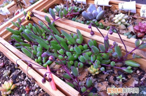 紫玄月开花影响生长吗? 紫玄月这样养护？植株长得好，还容易爆盆！