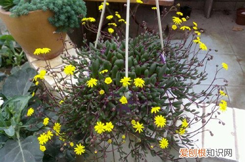 紫玄月开花影响生长吗? 紫玄月这样养护？植株长得好，还容易爆盆！