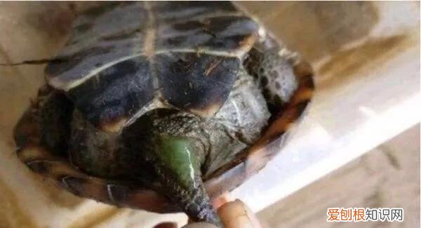 乌龟肠胃炎拉的屎 ，龟拉肚子吃什么药？