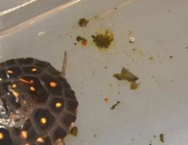 乌龟肠胃炎拉的屎 ，龟拉肚子吃什么药？