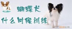 蝴蝶犬什么时候训练，蝴蝶犬什么时候训练最好